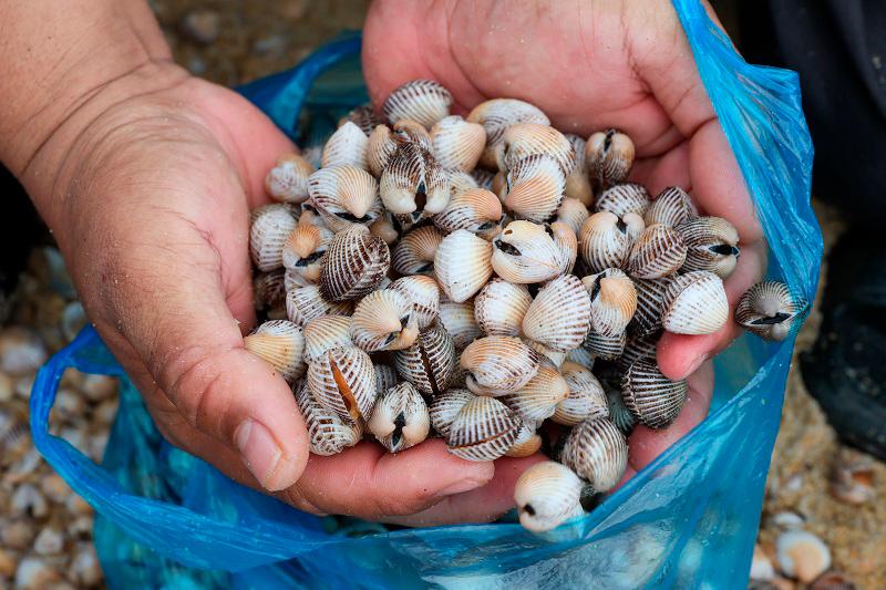 Bacterial levels in samples of cockles washed up on Pantai Sura exceed standards