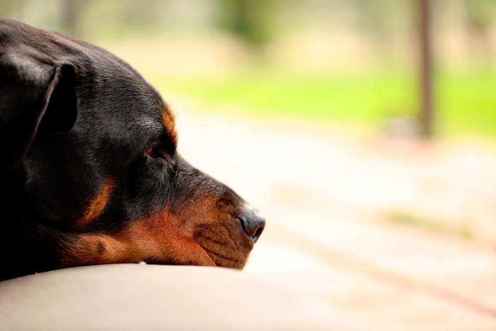 Baling dog bite case: Owner agrees to euthanise two Rottweiler dogs