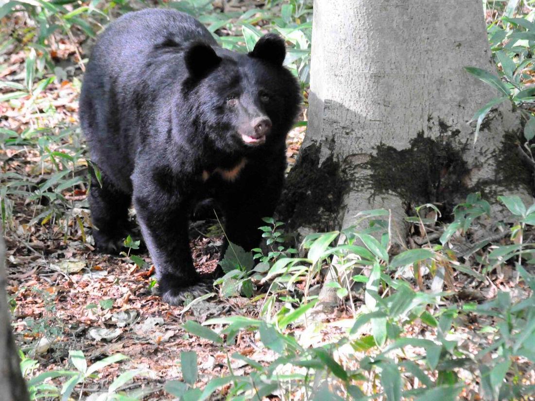 Bear roaming runway halts flights at Japanese airport Bear roaming runway halts flights at Japanese airport