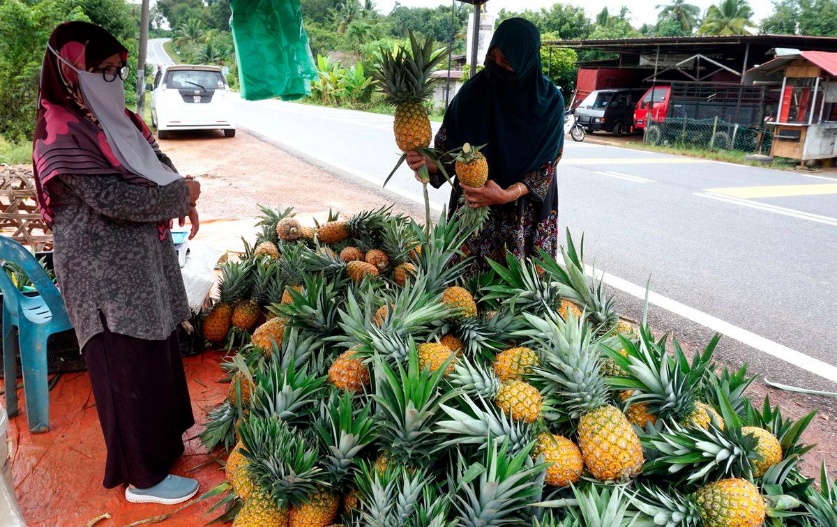 Belia digalak ceburi industri nanas berpotensi tinggi - LPNM Belia digalak ceburi industri nanas berpotensi tinggi - LPNM