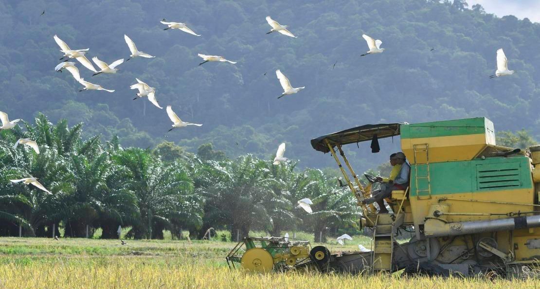 Bernas adjusts prices of imported white rice Bernas adjusts prices of imported white rice