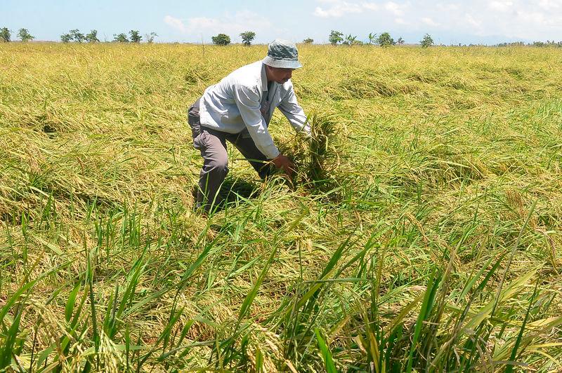 Bernas completes disbursement of RM90 million special aid to padi farmers Bernas completes disbursement of RM90 million special aid to padi farmers