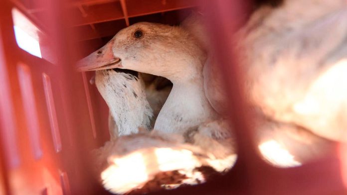 Bird flu outbreaks in mammals double, raising human risk: report