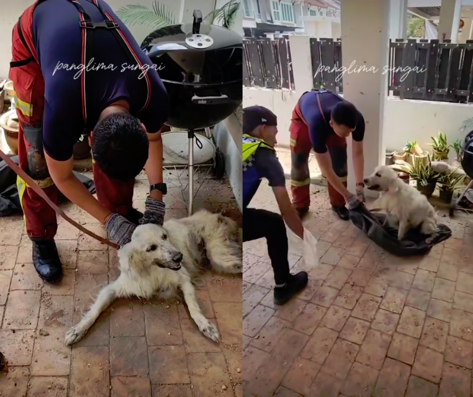 Bomba, police personnel rescues dog from gas pipeline fire, earn kudos from netizens Bomba, police personnel rescues dog from gas pipeline fire, earn kudos from netizens