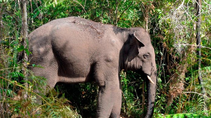 Call for immediate halt to wildlife threatening projects Call for immediate halt to wildlife threatening projects