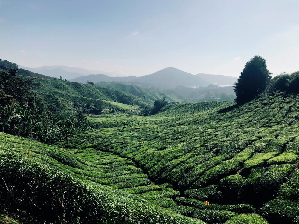 Cameron Highlands records hottest year in 2024, says minister