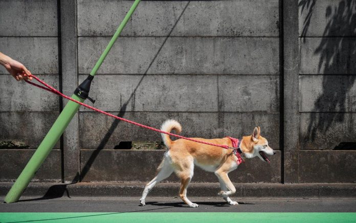 China to open its first pet gym that provides treadmill jogging, spa treatments, massages
