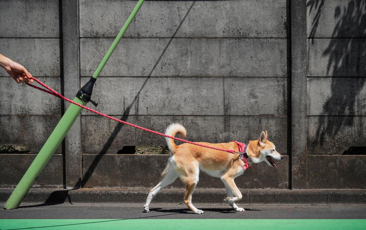 China to open its first pet gym that provides treadmill jogging, spa treatments, massages China to open its first pet gym that provides treadmill jogging, spa treatments, massages