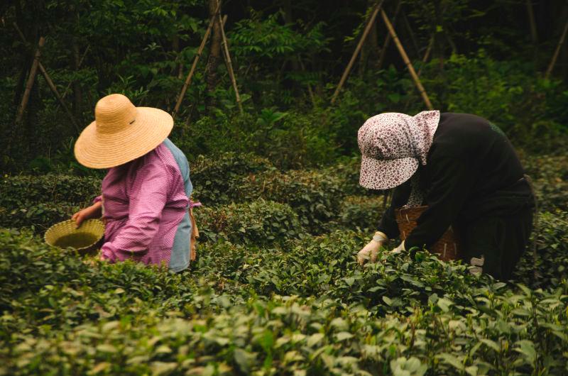 China unveils plan to ramp up high-standard farmland development to ensure food security China unveils plan to ramp up high-standard farmland development to ensure food security