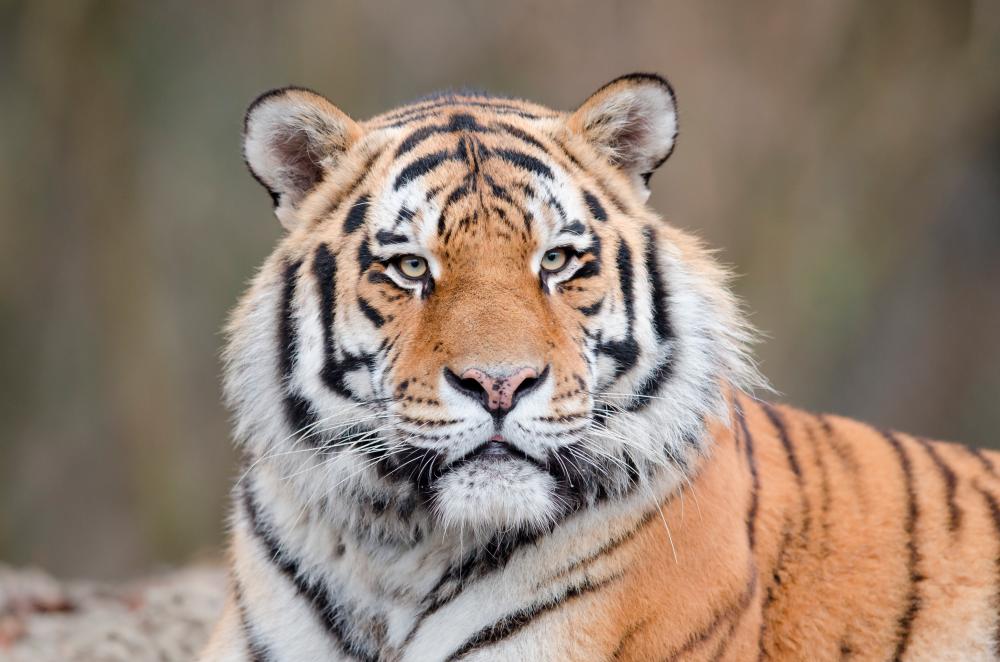 China zoo under scrutiny for selling bottled tiger urine as rheumatism remedy China zoo under scrutiny for selling bottled tiger urine as rheumatism remedy
