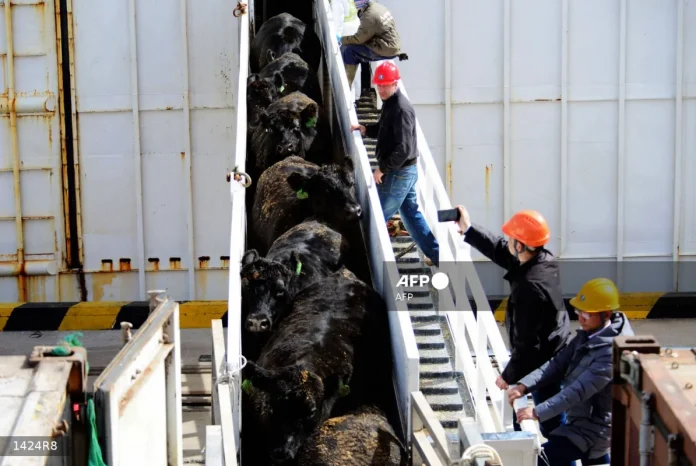 China_to_impose_55__tariffs_on_beef_imports_from_key_suppliers China to impose 55% tariffs on beef imports from key suppliers