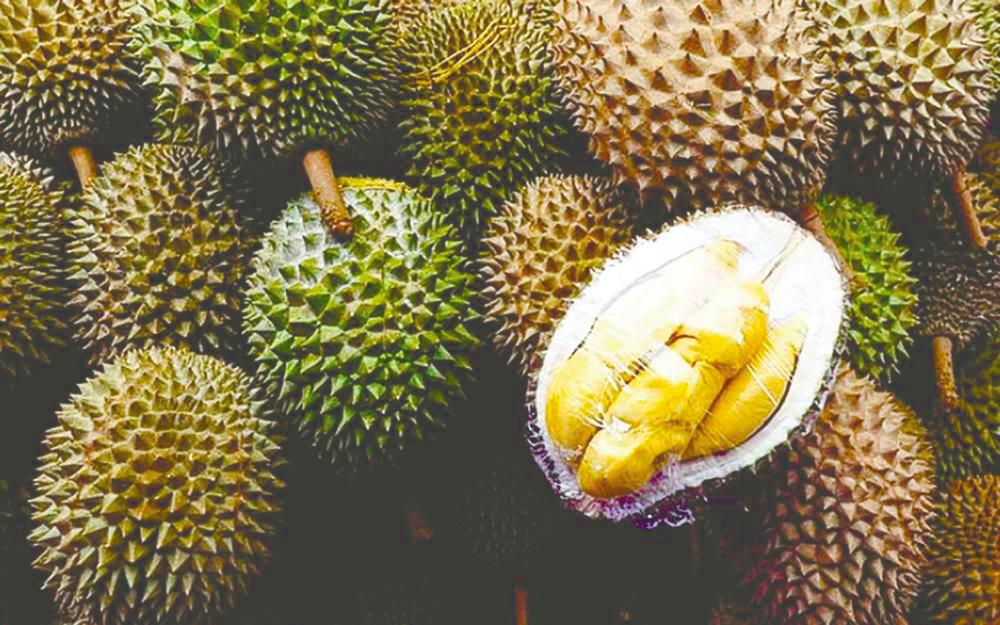 China’s durian imports from Malaysia to rise 15-20 pct in 2025 on strong demand - MayCham