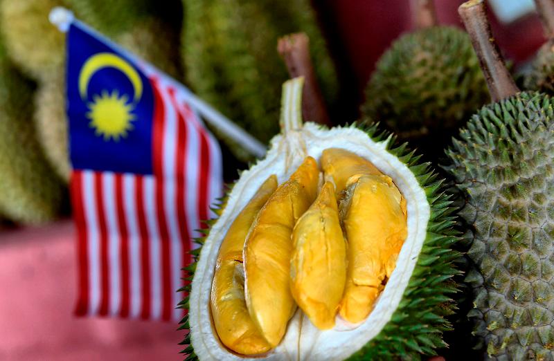 China’s growing appetite for tree-ripened Malaysian durians fuels export boom