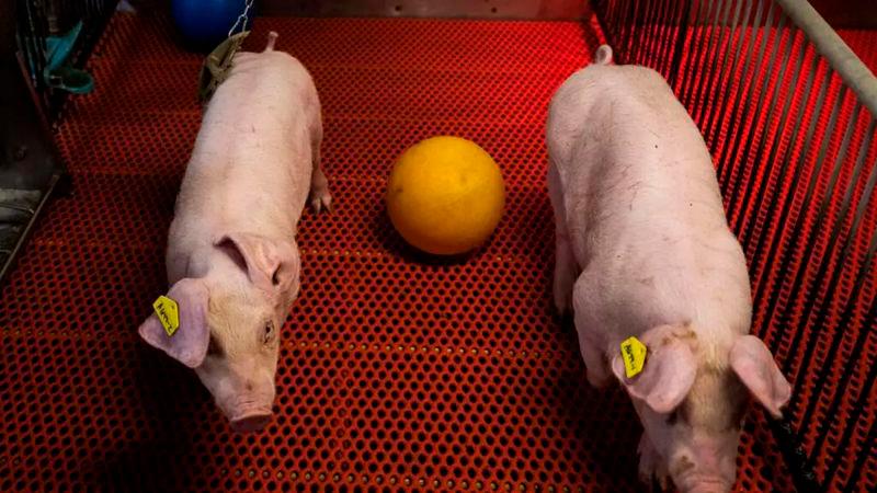 Chinese doctors implant pig liver in human for first time Chinese doctors implant pig liver in human for first time