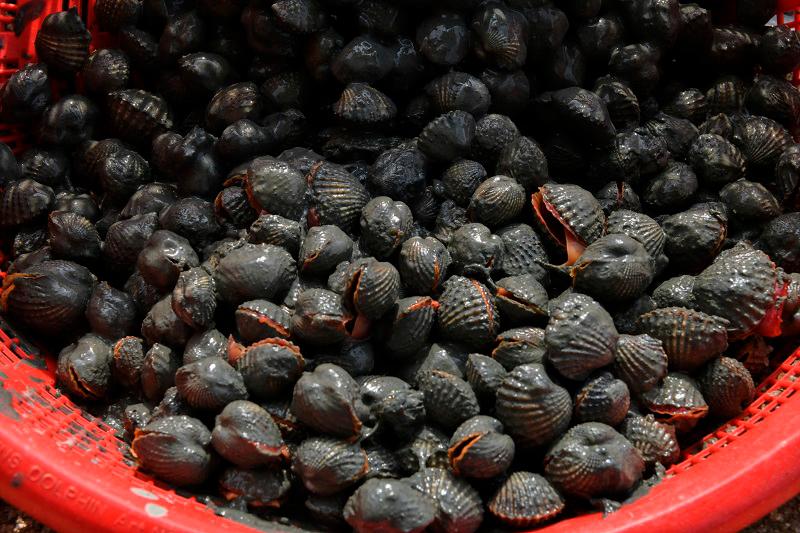 Cockles washed ashore on Terengganu beaches not sign of disaster, safe to eat - UMT researcher Cockles washed ashore on Terengganu beaches not sign of disaster, safe to eat - UMT researcher