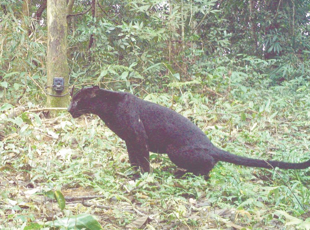 Conservation efforts needed for black panthers Conservation efforts needed for black panthers