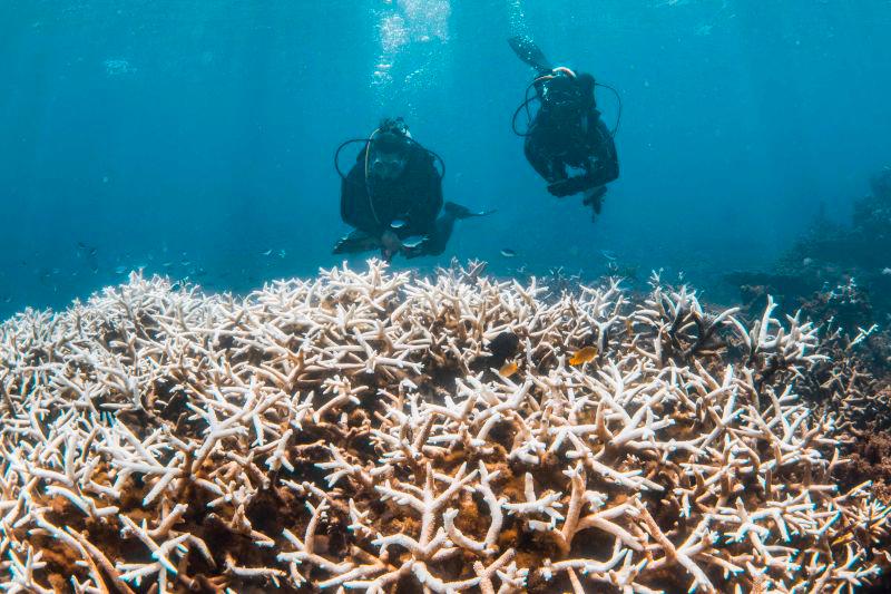 Coral reefs pushed to brink as bleaching crisis worsens