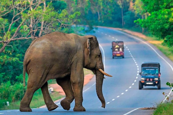 Couple survives crash with elephant on Johor-Mersing road Couple survives crash with elephant on Johor-Mersing road