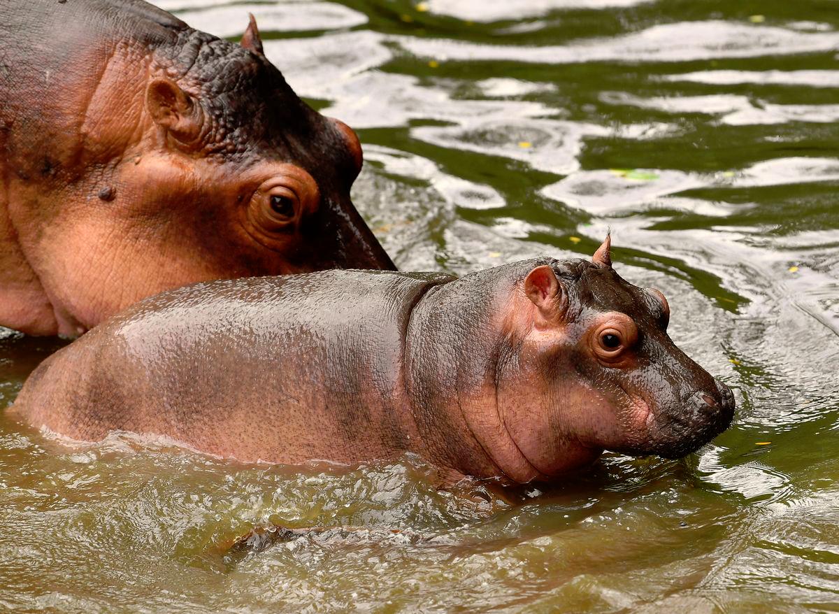 Danish zoo sparks outrage with call for animals as predator food Danish zoo sparks outrage with call for animals as predator food