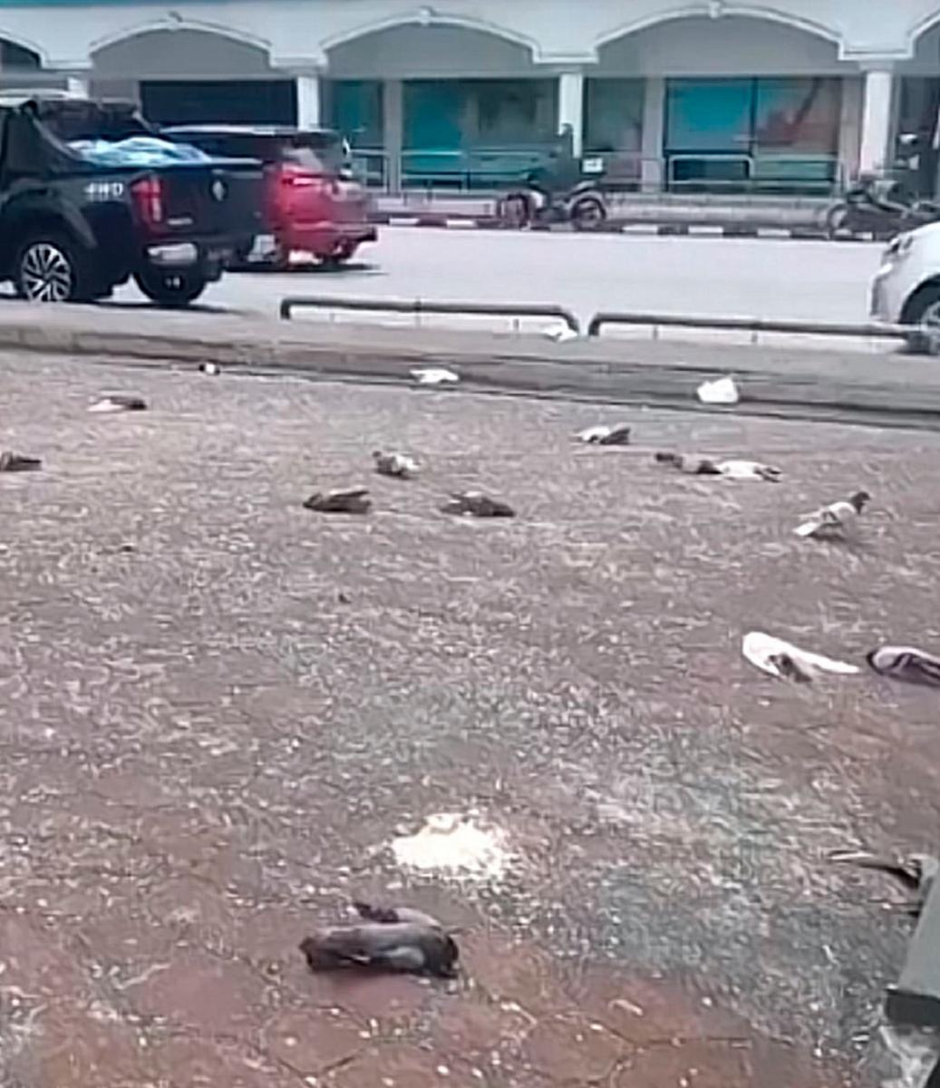 Dead pigeons in Padang Ipoh: No new infectious diseases, deaths reported - DVS Dead pigeons in Padang Ipoh: No new infectious diseases, deaths reported - DVS
