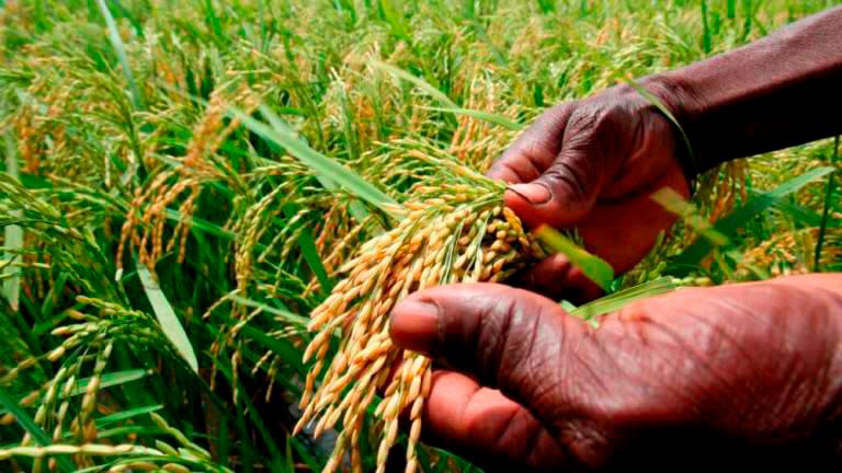 Decline in padi farmers threatens food security Decline in padi farmers threatens food security