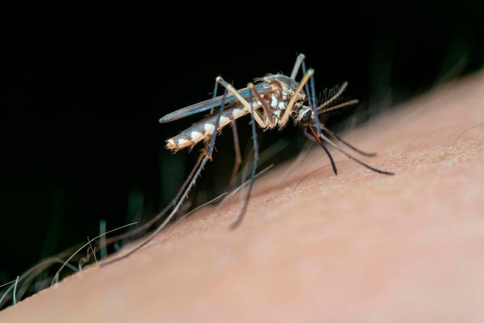 Dengue, chikungunya may soon be endemic in Europe: research