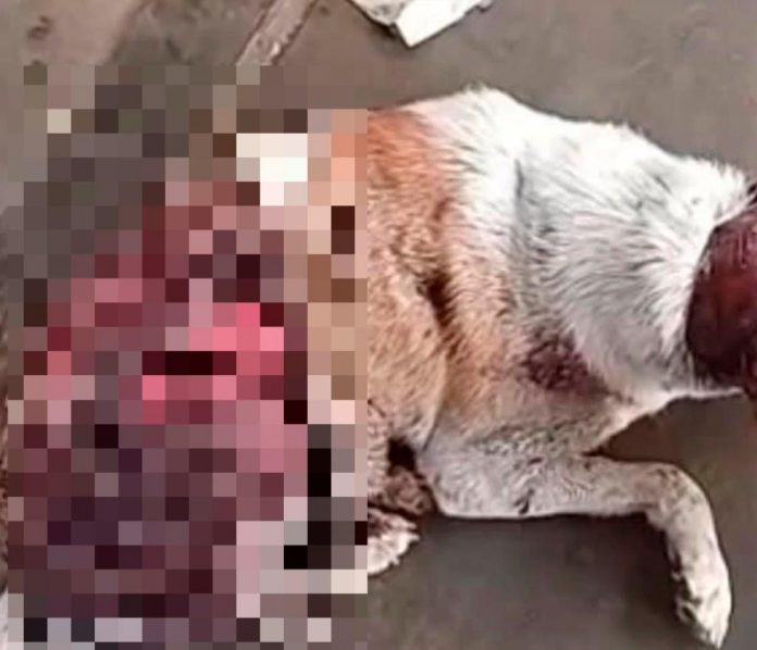 Dog found skinned in Melaka, animal rights group seeks justice