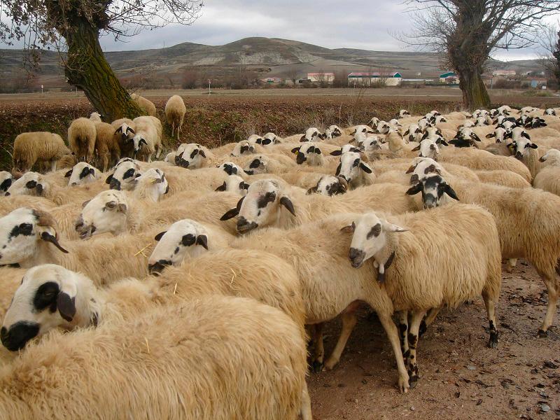 Drought-hit Morocco asks citizens not to slaughter sheep on Eid al-Adha Drought-hit Morocco asks citizens not to slaughter sheep on Eid al-Adha