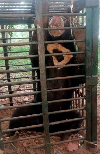 Dua beruang matahari masuk perangkap di Hulu Besut Dua beruang matahari masuk perangkap di Hulu Besut