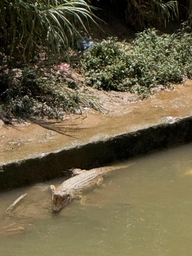Duck for Luck: Perhilitan tries new meat lure to catch now-viral Sungai Klang croc  