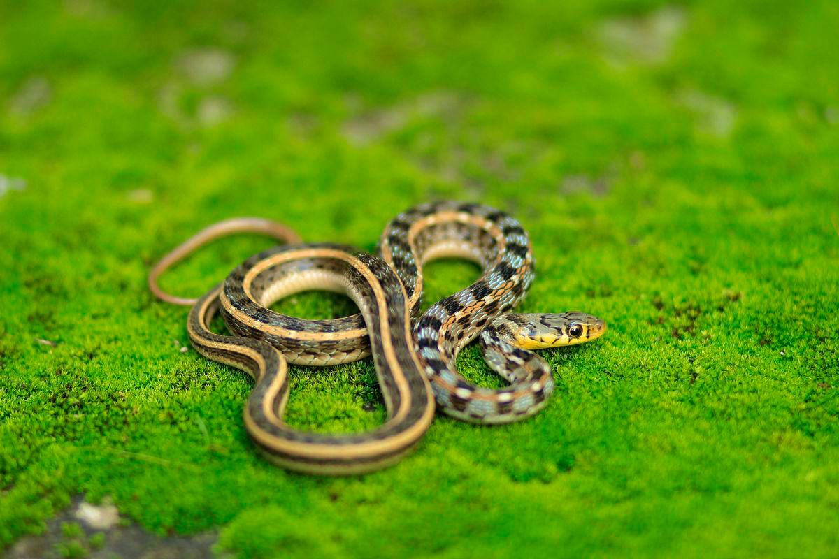 Eight baby monocled cobras found in kitchen of family home