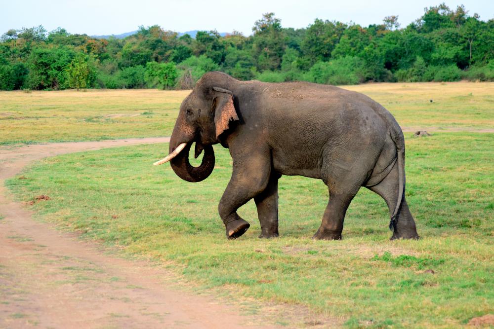 Elderly woman, Perhilitan personnel injured in Kuala Krai elephant attack Elderly woman, Perhilitan personnel injured in Kuala Krai elephant attack