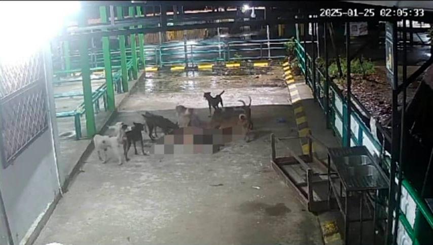 Elderly woman fatally attacked by wild dogs in Sabah Elderly woman fatally attacked by wild dogs in Sabah