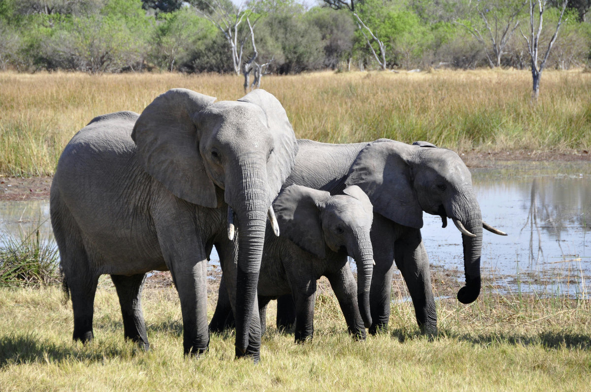 Elephant-feeding by NGO puts East-West Highway users at risk