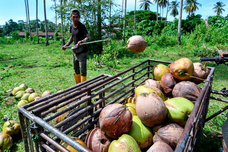 FAMA assures adequate coconut supply during Ramadan FAMA assures adequate coconut supply during Ramadan