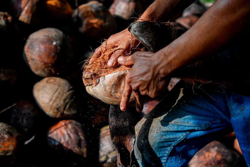 FAMA expects sufficient coconut supply in Kelantan for Ramadan, Aidilfitri 