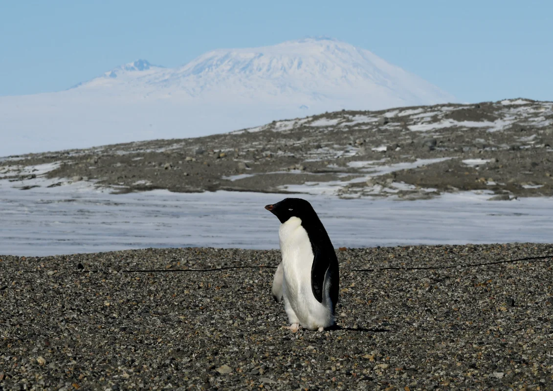 Penguins breed earlier as Antarctica warms at record pace, study finds Penguins breed earlier as Antarctica warms at record pace, study finds
