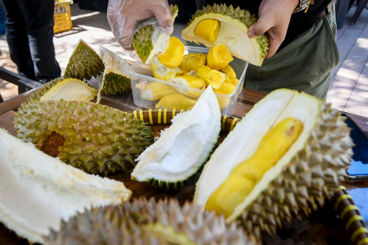 Fama_clarifies_RM1_durian_price_only_for_grade_C_fruit_in_Tapah