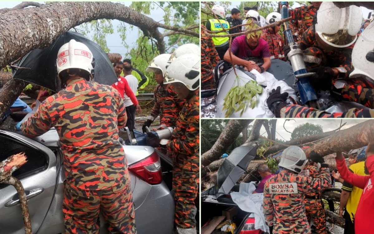 Family escapes unharmed after tree crushes car in Ipoh Family escapes unharmed after tree crushes car in Ipoh