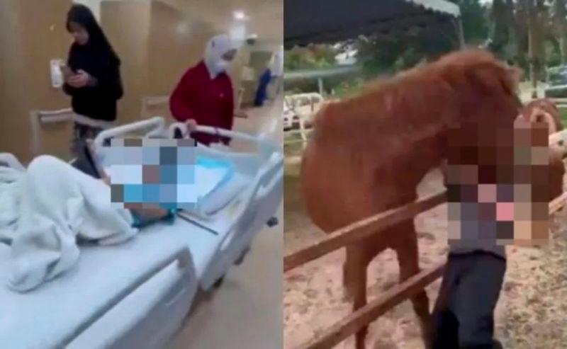 Family trip turns awry after horse bites off autistic boy’s earlobe 