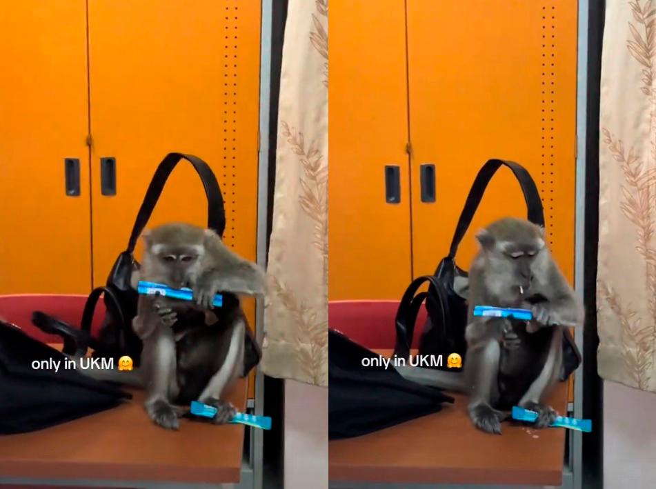 Female monkey sneaks into UKM hostel room, steals and tries Gaviscon
