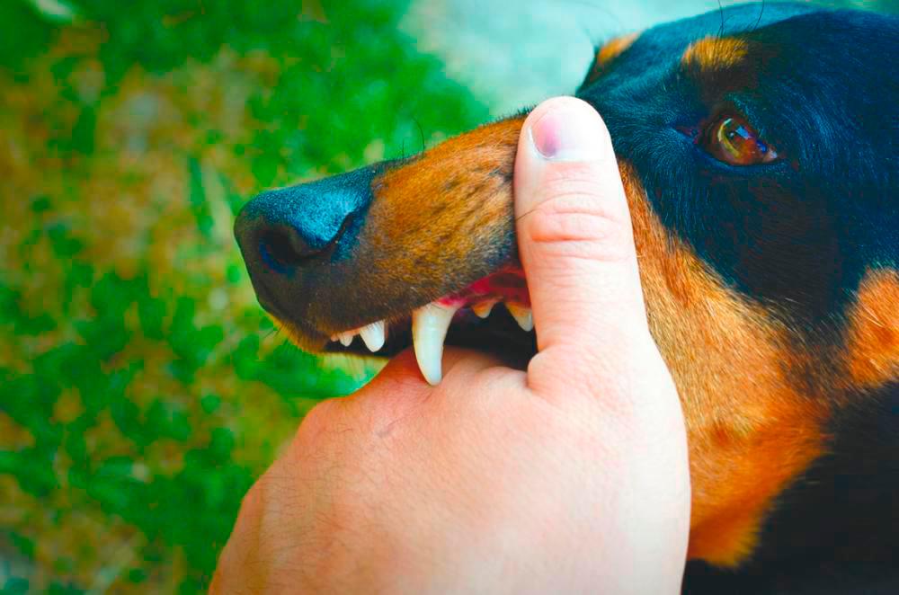 Five injured in dog attack in Baling Five injured in dog attack in Baling