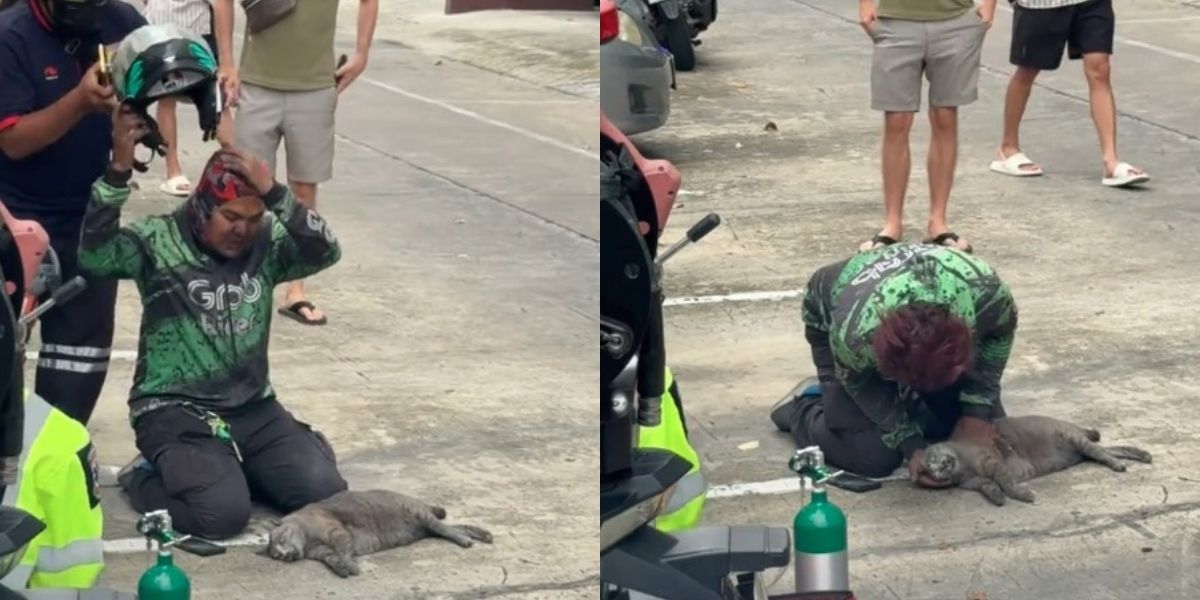 Food delivery rider saves cat with CPR after accident Food delivery rider saves cat with CPR after accident