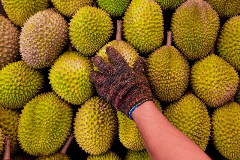 GOF foils bid to smuggle 3,000 'black thorn' durian saplings GOF foils bid to smuggle 3,000 'black thorn' durian saplings