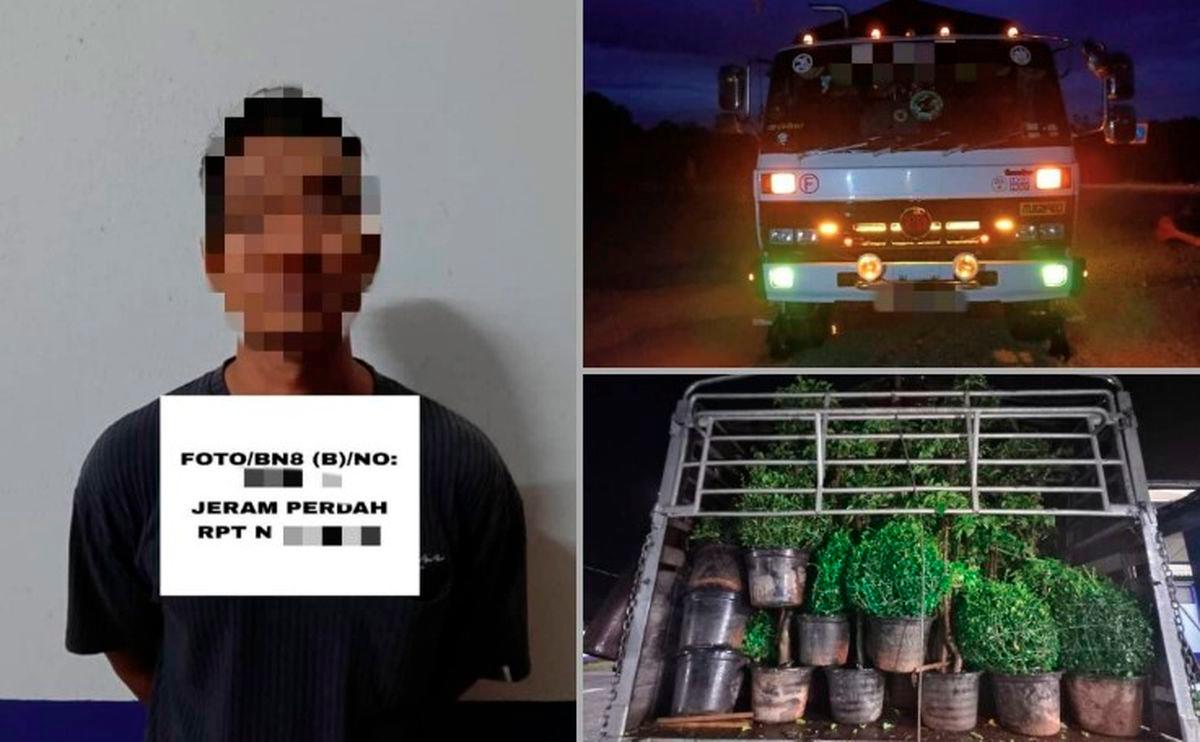 GOF foils smuggling of 3,700 plants worth RM870,000 in Pasir Mas GOF foils smuggling of 3,700 plants worth RM870,000 in Pasir Mas