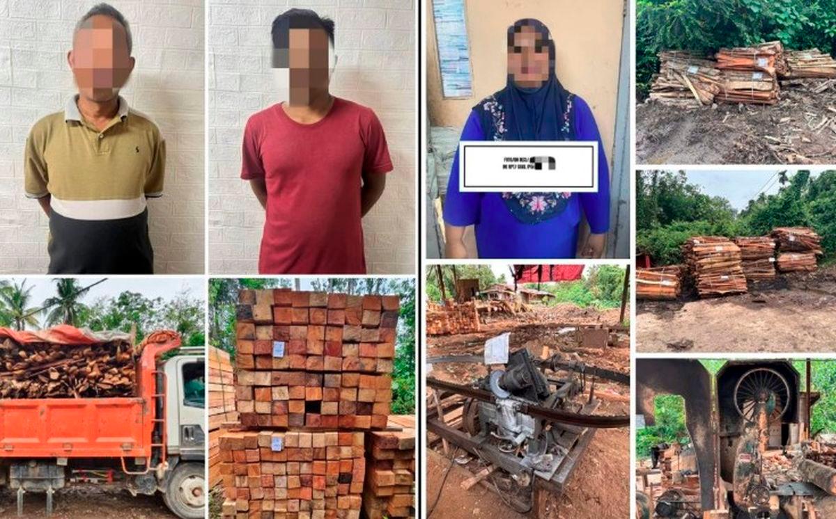 GOF seizes RM19 million in illegal timber in Tanah Merah raids GOF seizes RM19 million in illegal timber in Tanah Merah raids