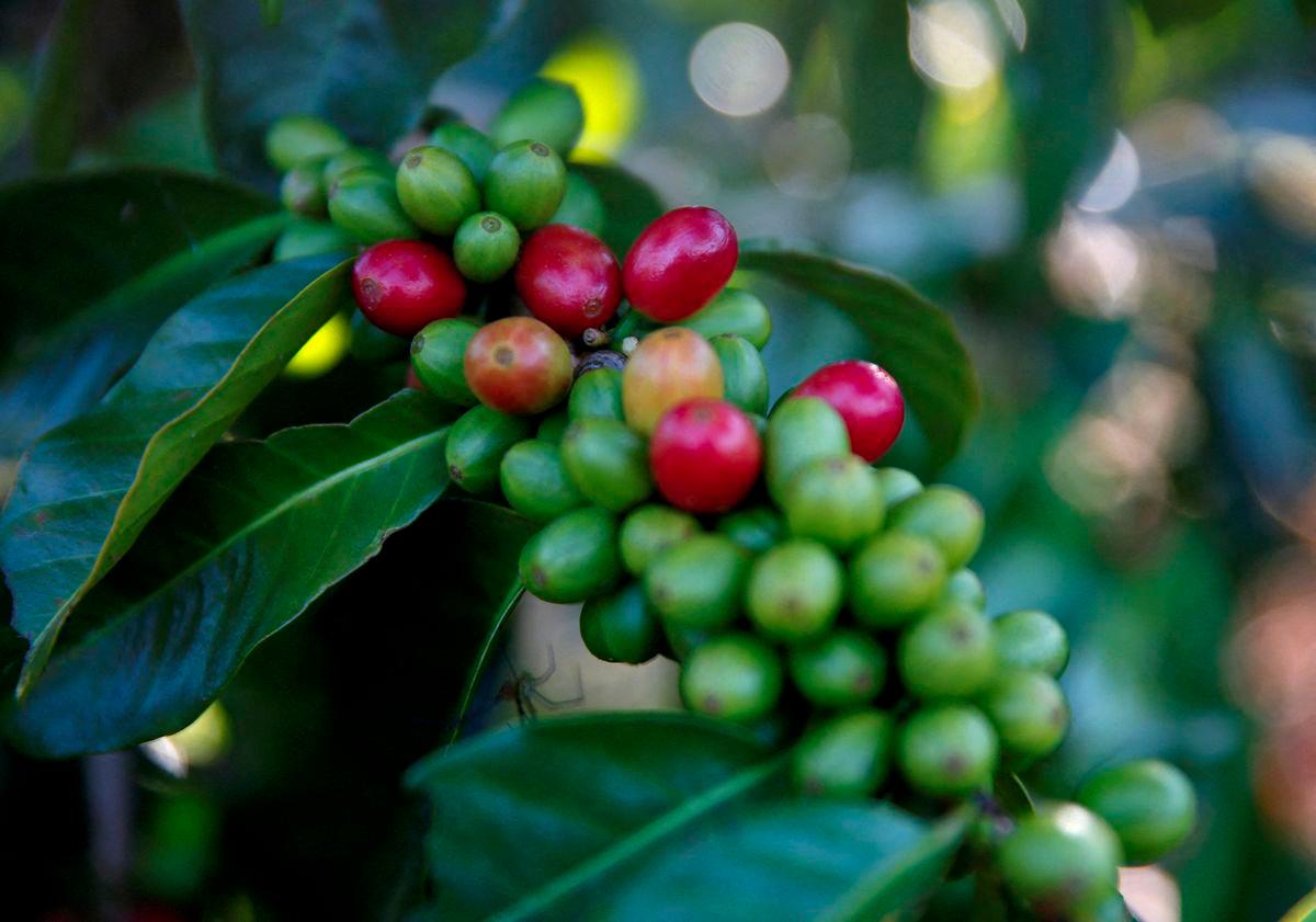 Global coffee demand to dip in 2025 amid high prices Global coffee demand to dip in 2025 amid high prices