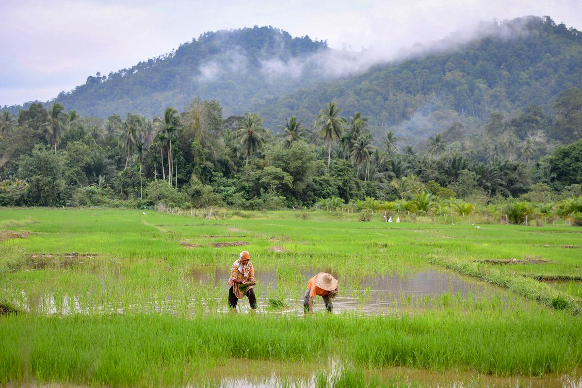 Govt raises ploughing incentive to RM160 per hectare Govt raises ploughing incentive to RM160 per hectare