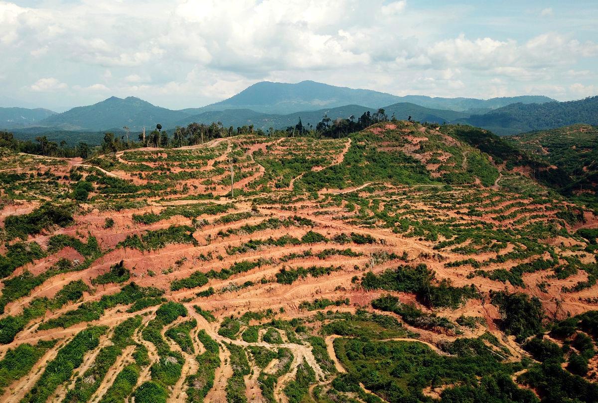 Hanya 20% projek ladang hutan beroperasi di Kelantan Hanya 20% projek ladang hutan beroperasi di Kelantan