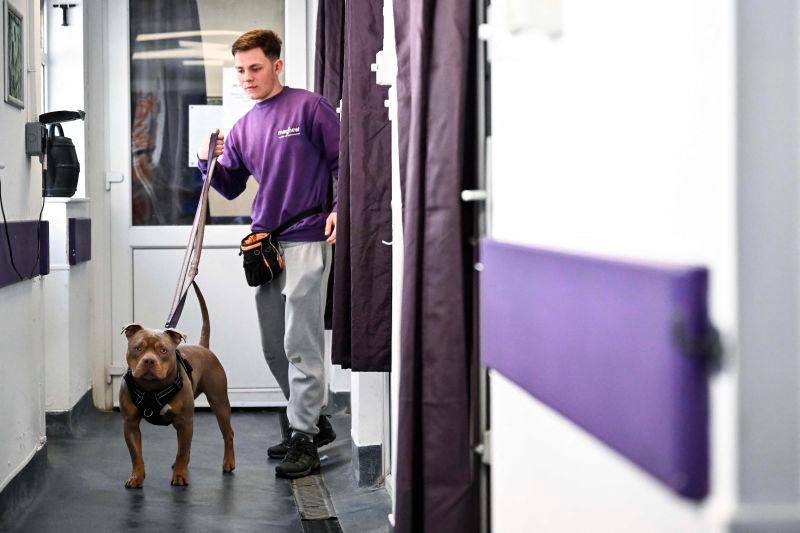 Heartbroken Brits abandon pets as living costs bite Heartbroken Brits abandon pets as living costs bite